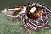 Jumping Spider (Opisthoncus grassator) (Opisthoncus grassator)